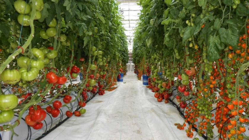 Die Tschechischen Bergarbeiter nutzten die Wärme Bauernhöfen für den Anbau von Tomaten