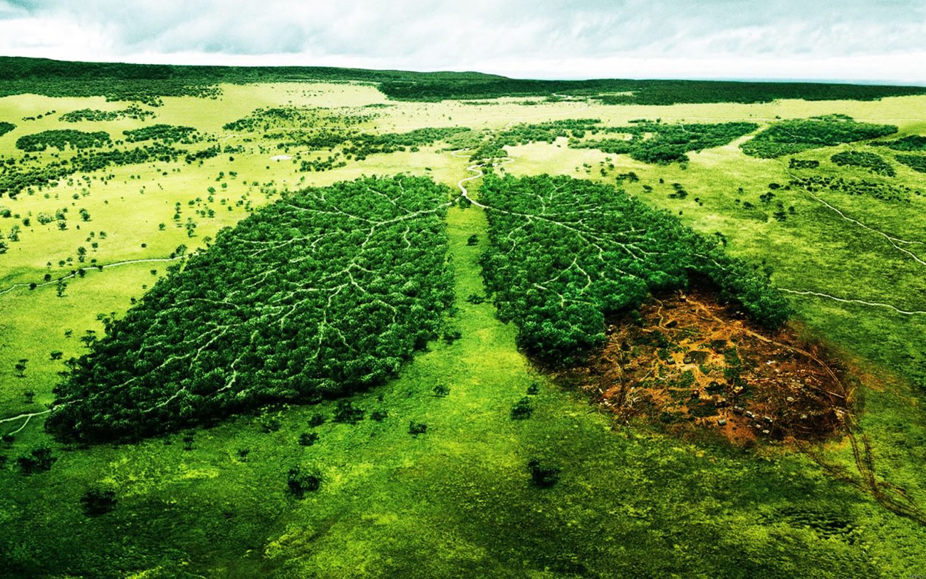 Niederländische Forscher haben einen DNA-Test zur Erkennung illegal Bäume herausgehauen