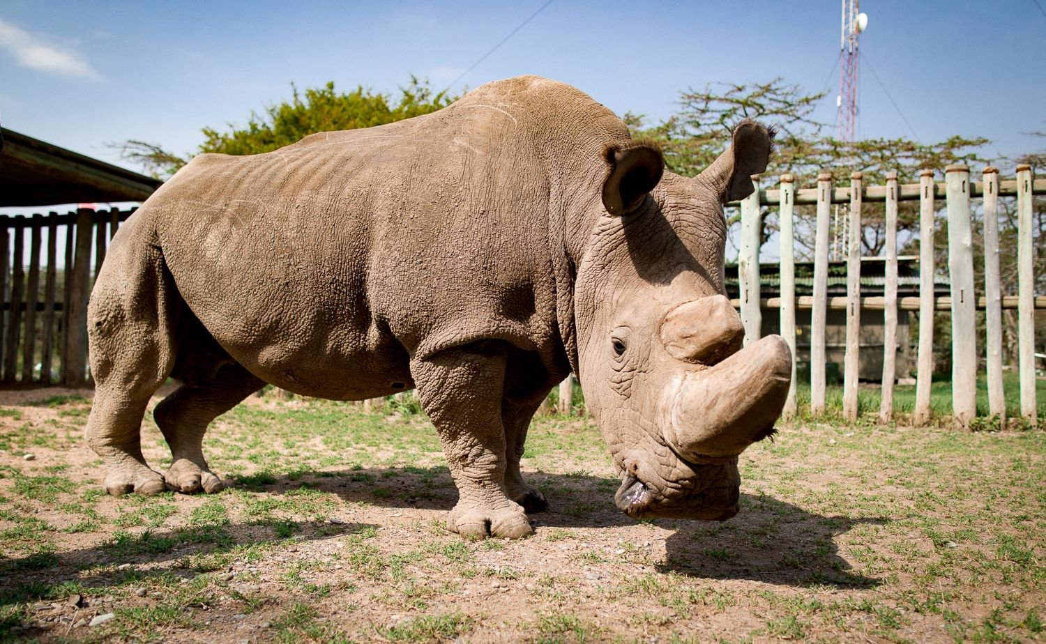 Est mort le dernier dans le monde, le mâle du nord rhinocéros blanc