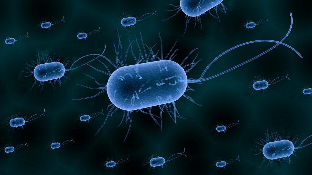 Bacteria have found a new kind of memory