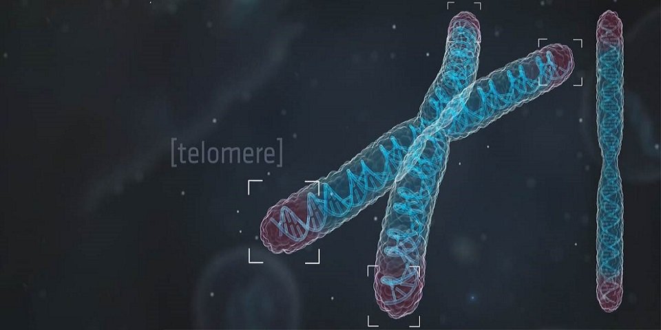 Los científicos examinaron en detalle la enzima de la inmortalidad celular
