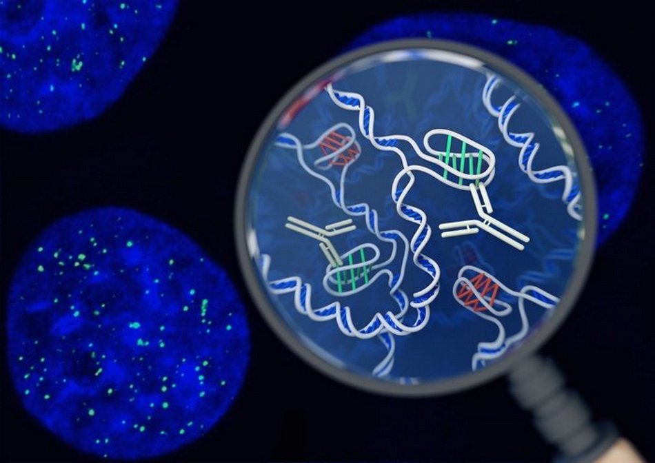 I humane celler for første gang opdaget en ny form for DNA