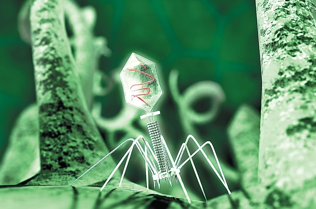 Ростех geliştirilen dünyanın ilk evrensel bakteriyofaj enfeksiyonlarla mücadele