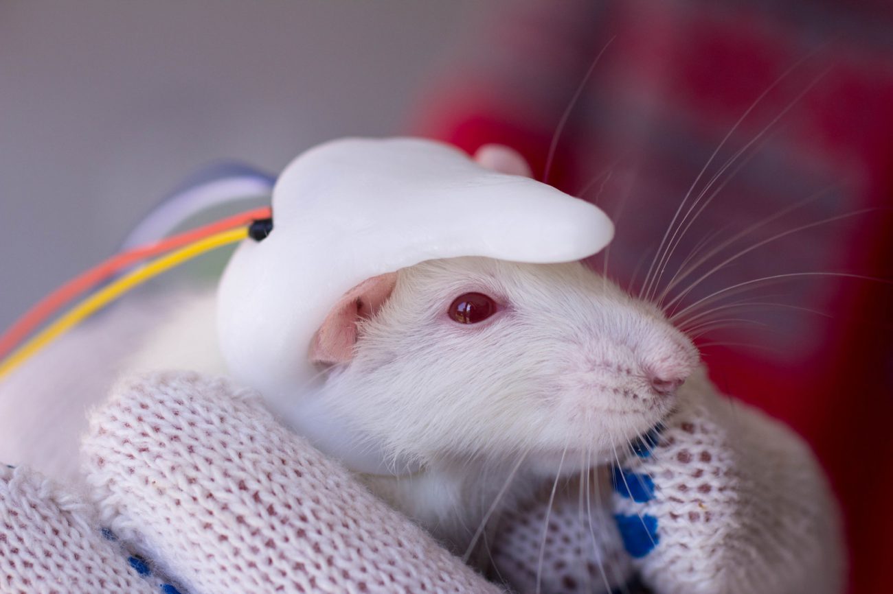 Forskere indopereret en lille menneskelige hjerne af musen