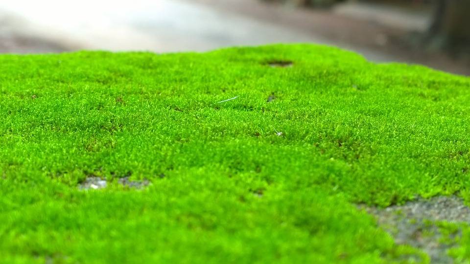 Os cientistas descobriram que o verde musgo pode ser benéfico para a saúde