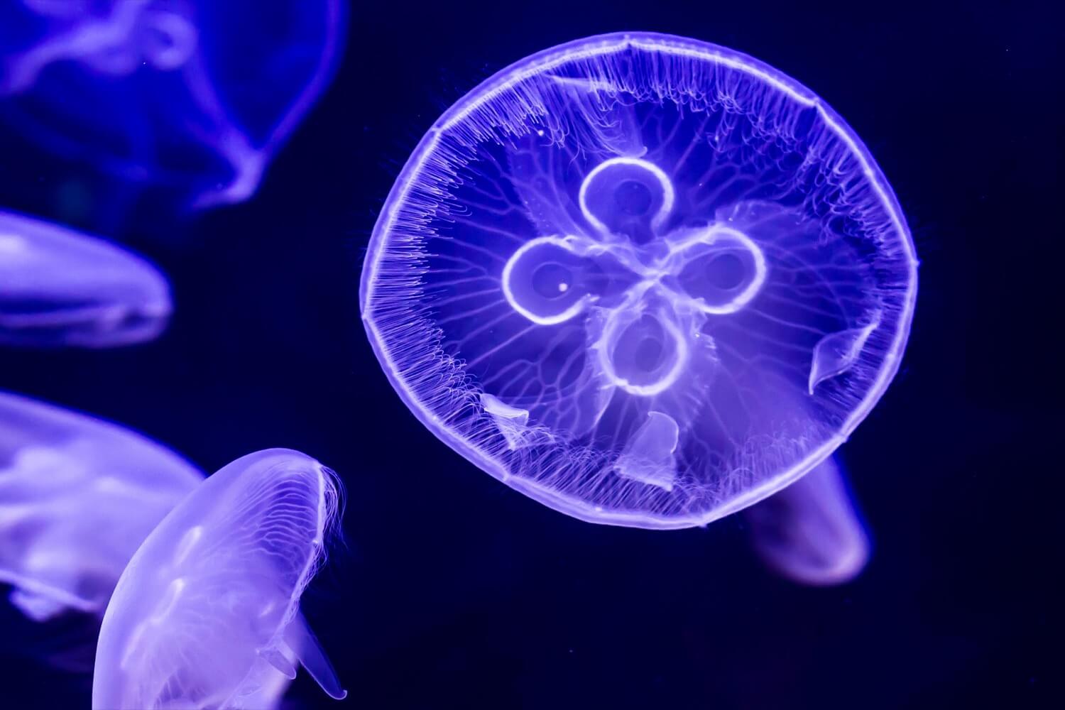 Investigadores daneses han hecho patatas fritas de las medusas