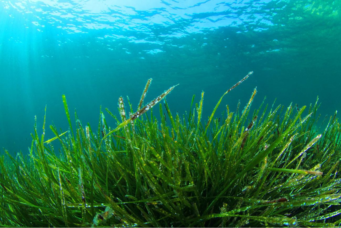 As algas podem ajudar as pessoas a se livrar da cegueira
