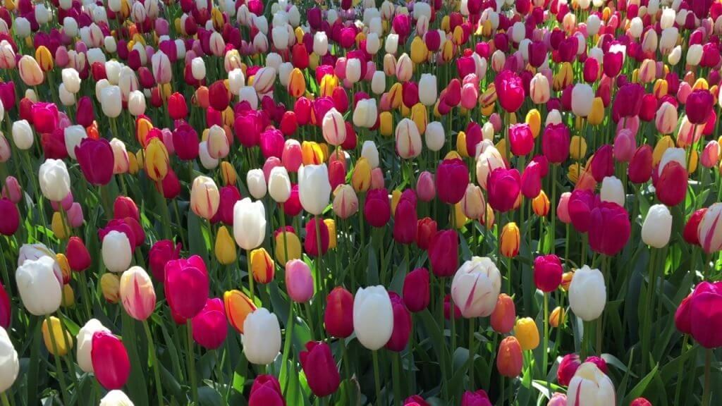 Hvordan kan leder av meglerhuset sammenligner Bitcoin og tulipaner