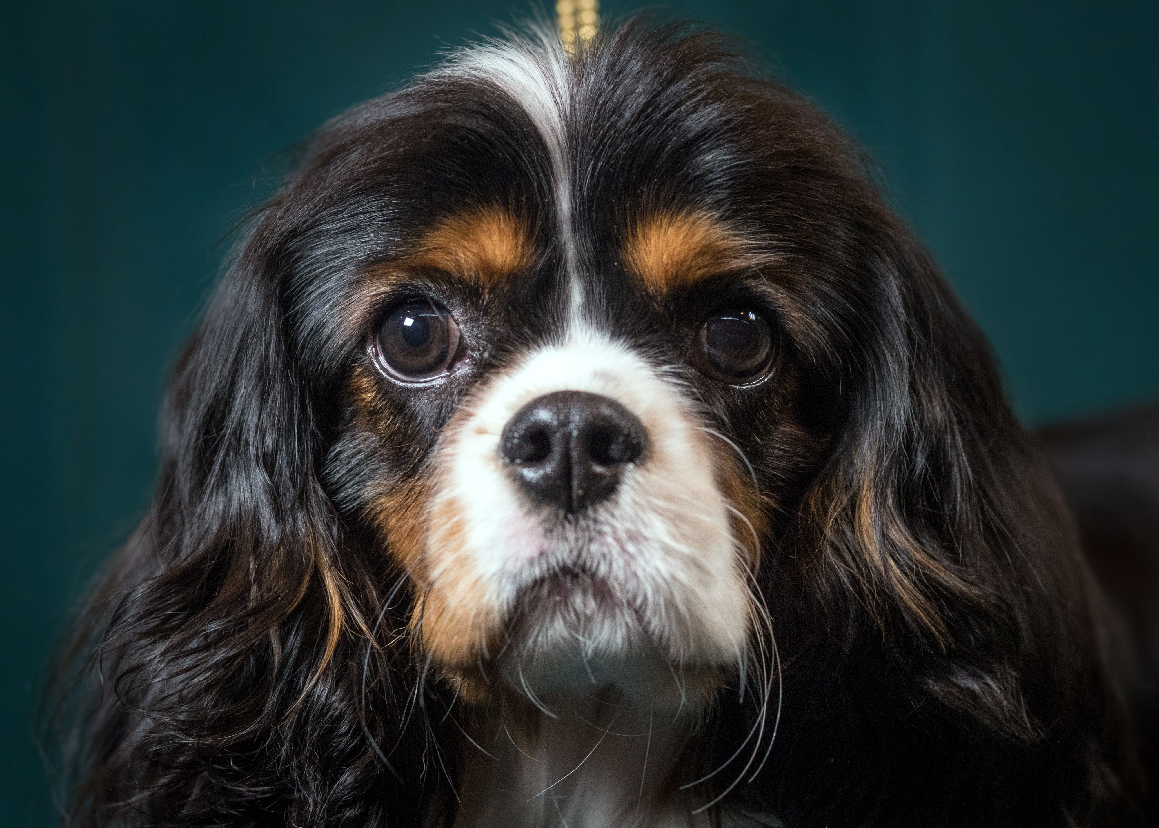 Secreta de harvard startup quer fazer imortais cães e, em seguida, e de pessoas