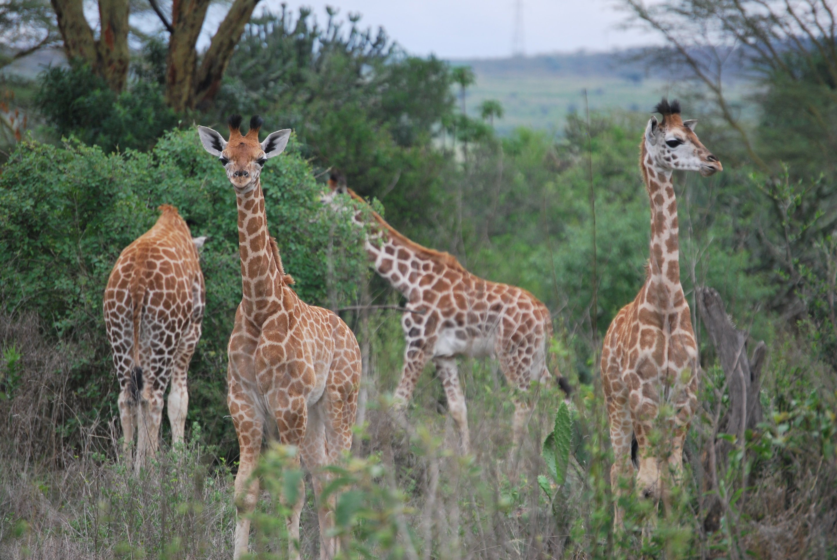 Girafes de nouveau surpris par les biologistes