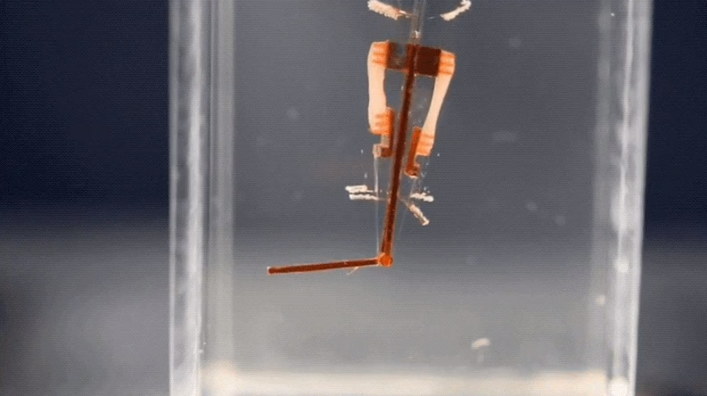 Cyborgi tutaj: naukowcy umieścili żywe komórki w palec robota
