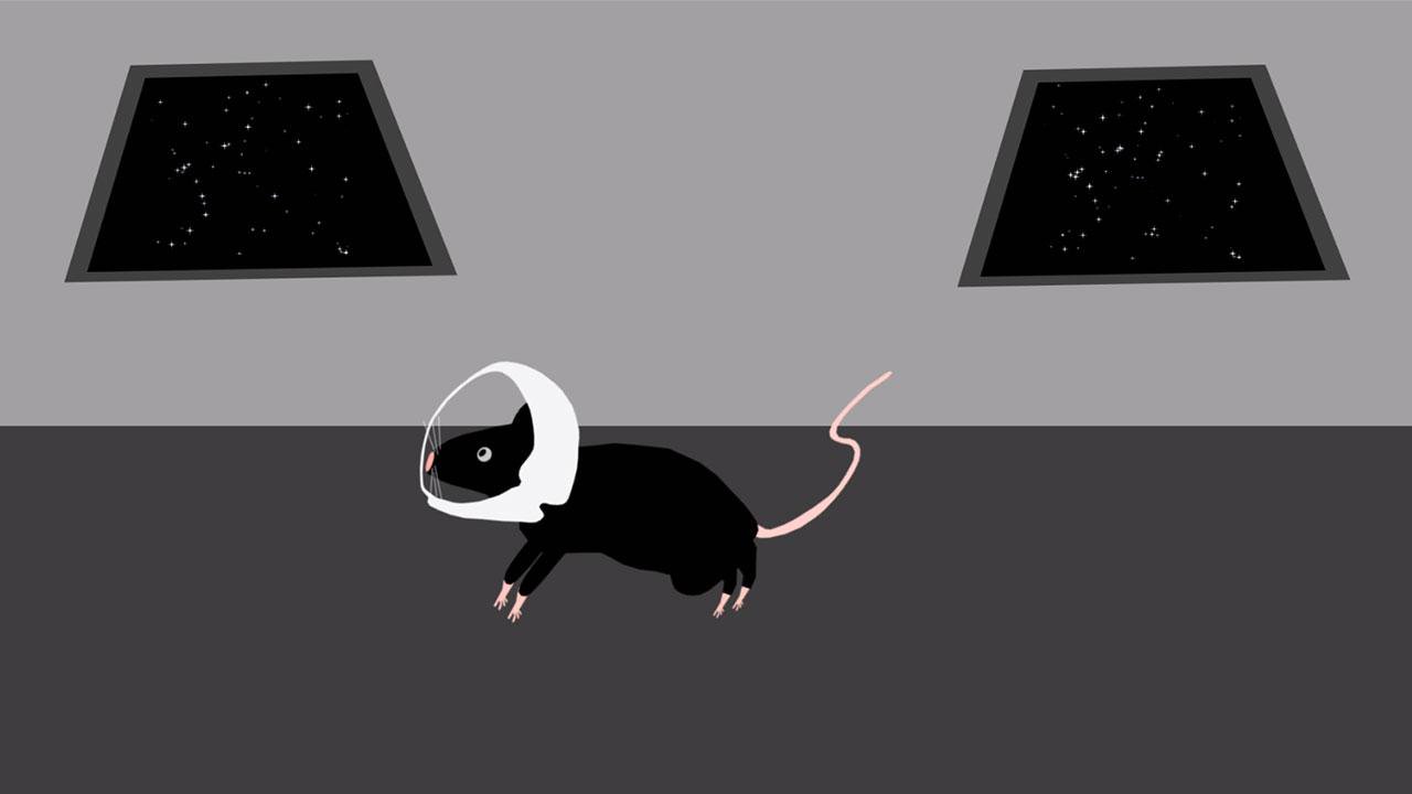 क्यों पर आईएसएस भेजा बीस चूहों?