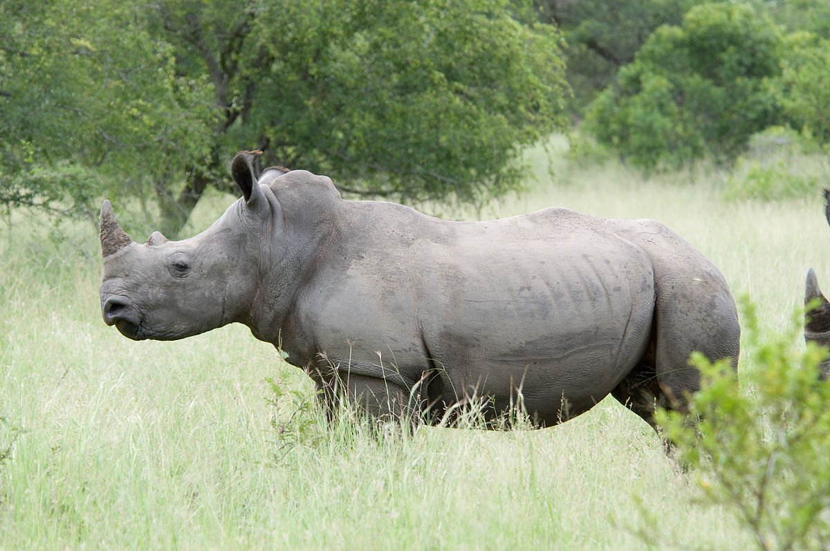 この研究室で作成した最初の胚rhinosます。 彼らを救出のほとんど絶滅種