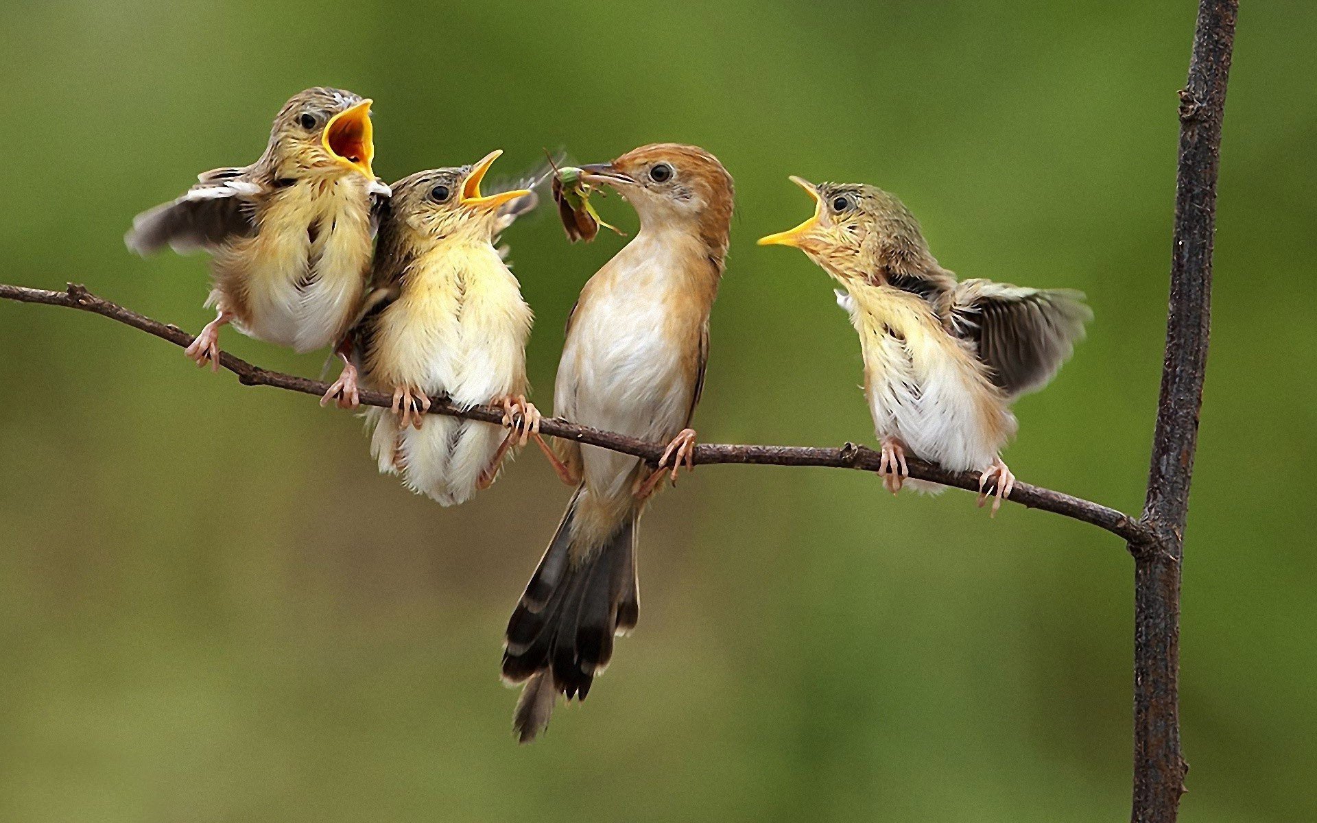 L'intelligence artificielle appris à reconnaître les oiseaux par leur chant
