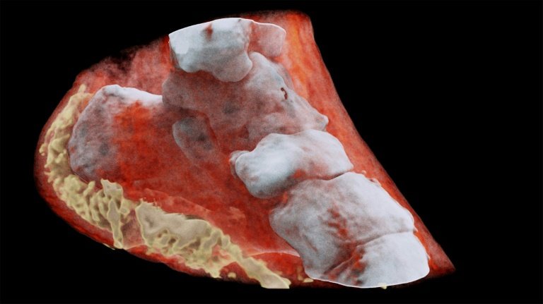 مصادم هادرون الكبير ساعد على إنشاء أول لون x-ray