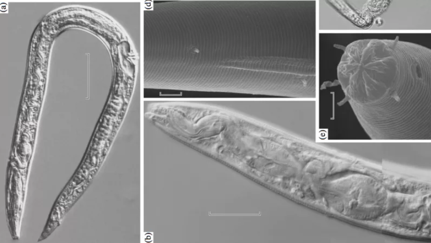 俄罗斯科学家的要求，提出40000岁的蠕虫，埋在冰