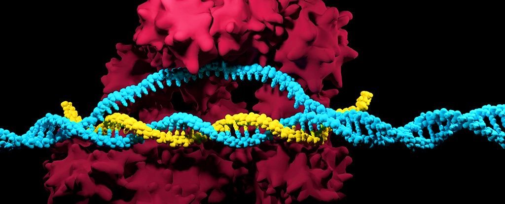 Genet redigering med CRISPR/Cas9 kan være dødelig