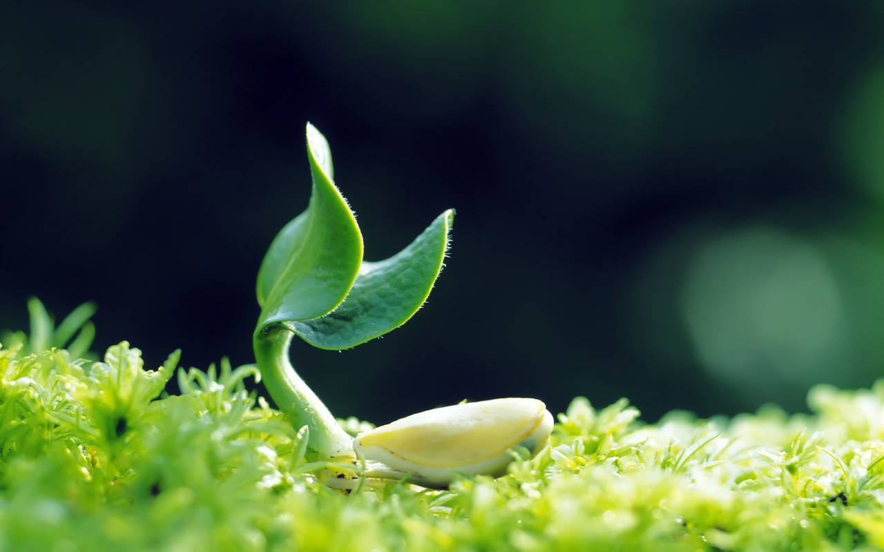 Sind gentechnisch veränderte «intelligente» Pflanzen