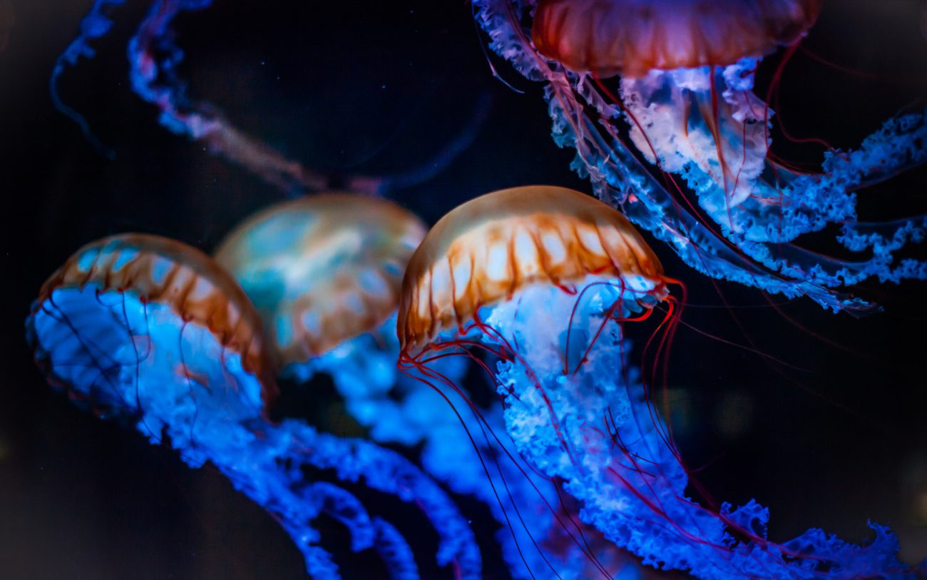 Los robots de medusa para explorar las profundidades del mar