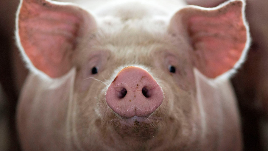 Alabilirim nakli bir kişinin organları domuz? Zamanı öğrenmek