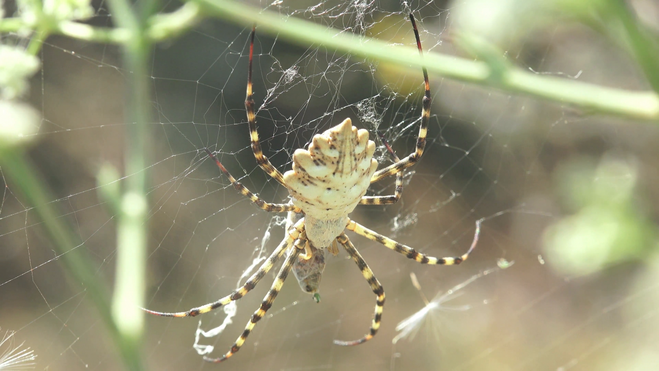 The death of brain cells will stop... spider venom