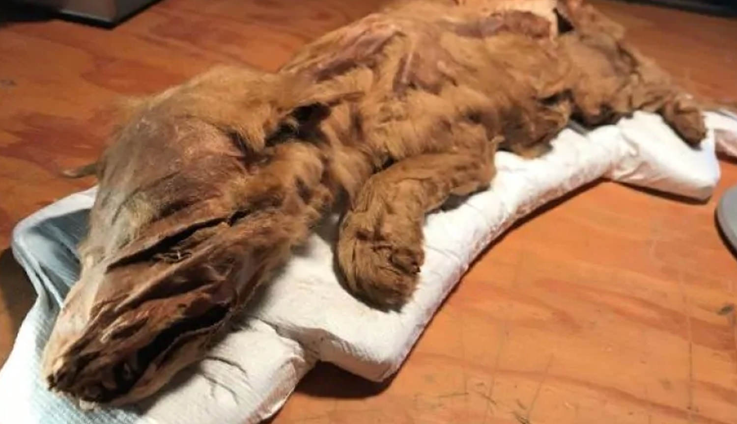 In Canada found the mummified body of a 50 000-year-old the wolf and the deer
