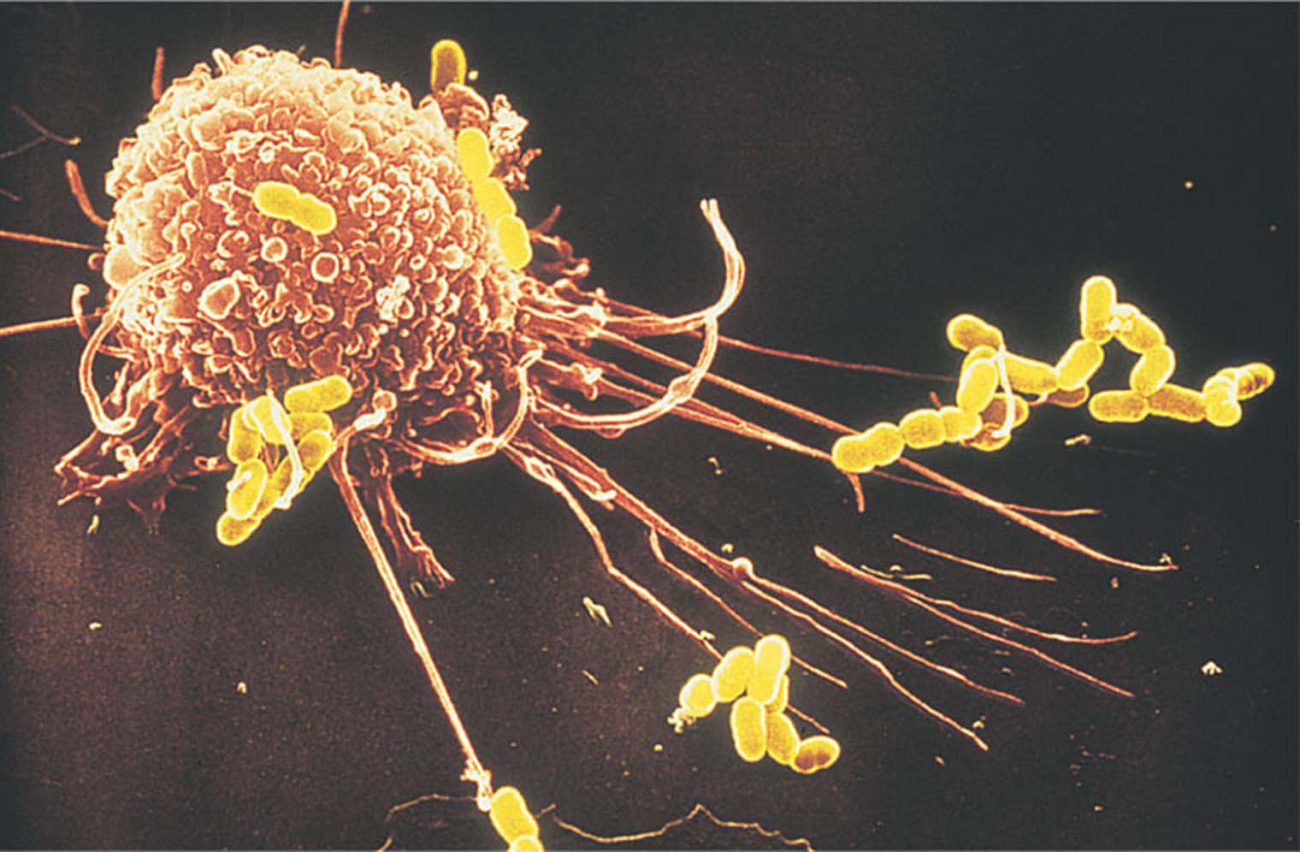表面の免疫細胞が新しい未知の構造