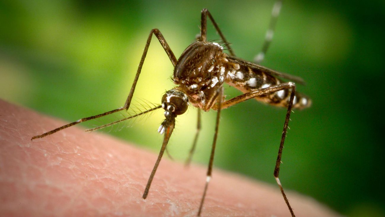 蚊子幼虫学会吃的塑料。 为什么是那么糟糕吗？