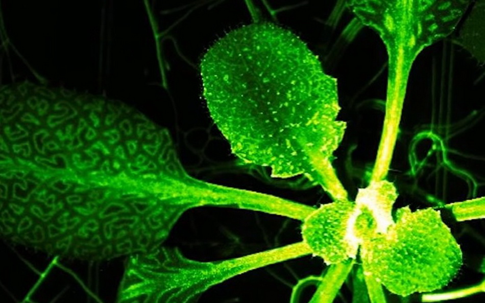 植物がアナログの神経システム