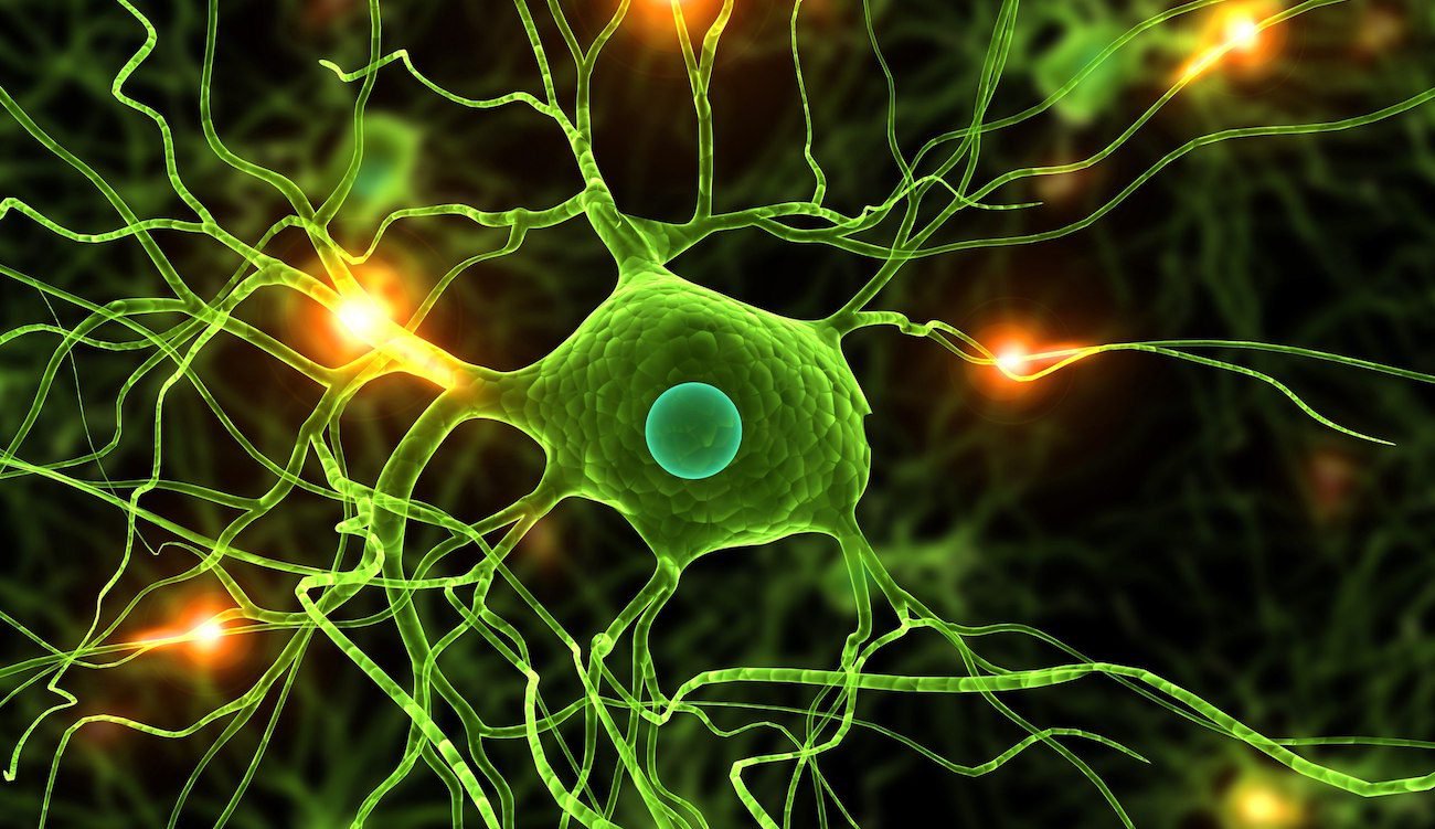 En ny undersøgelse viser, at nerveceller er stadig ved at komme sig