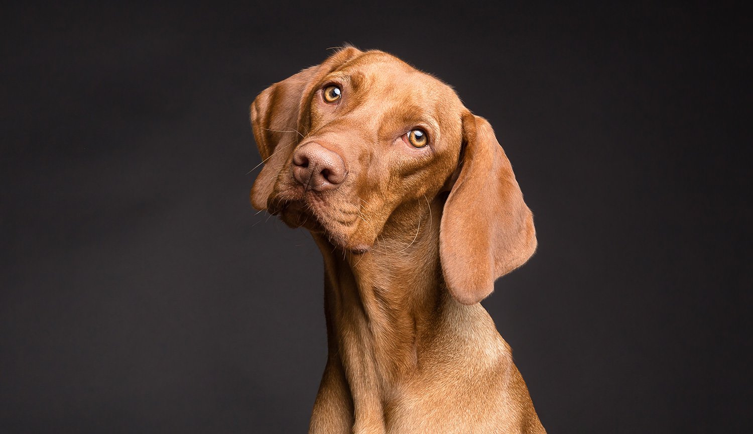 Tomografi kanıtlamış köpekler gerçekten insan konuşmasını anlamak