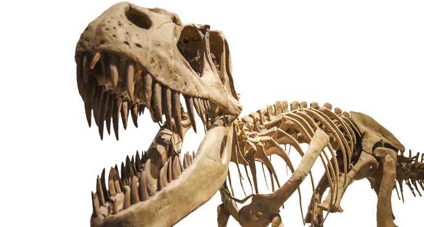 T. rex mordait avec une force extraordinaire: deux fois plus forte que n'importe quel être vivant