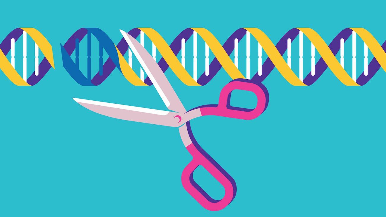 Die neue Modifikation CRISPR Bearbeiten kann bis zu 50 Prozent des Genoms