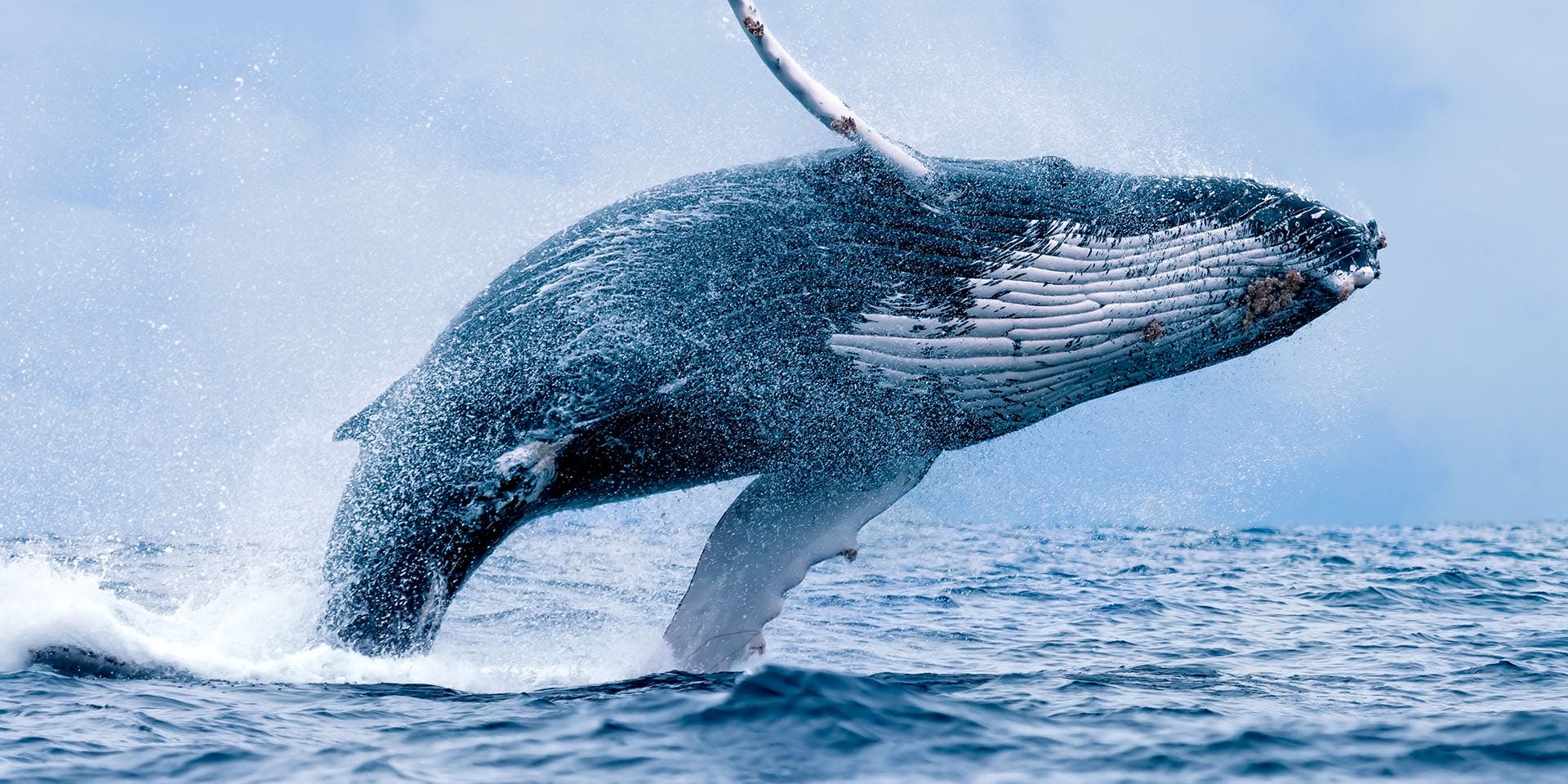 Les baleines et les extraterrestres: la structure de l'extraterrestre de la langue peut être inconnue