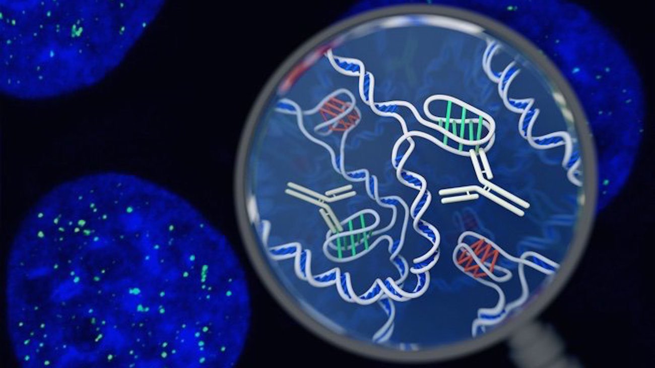 确认新的结构在人体细胞的DNA