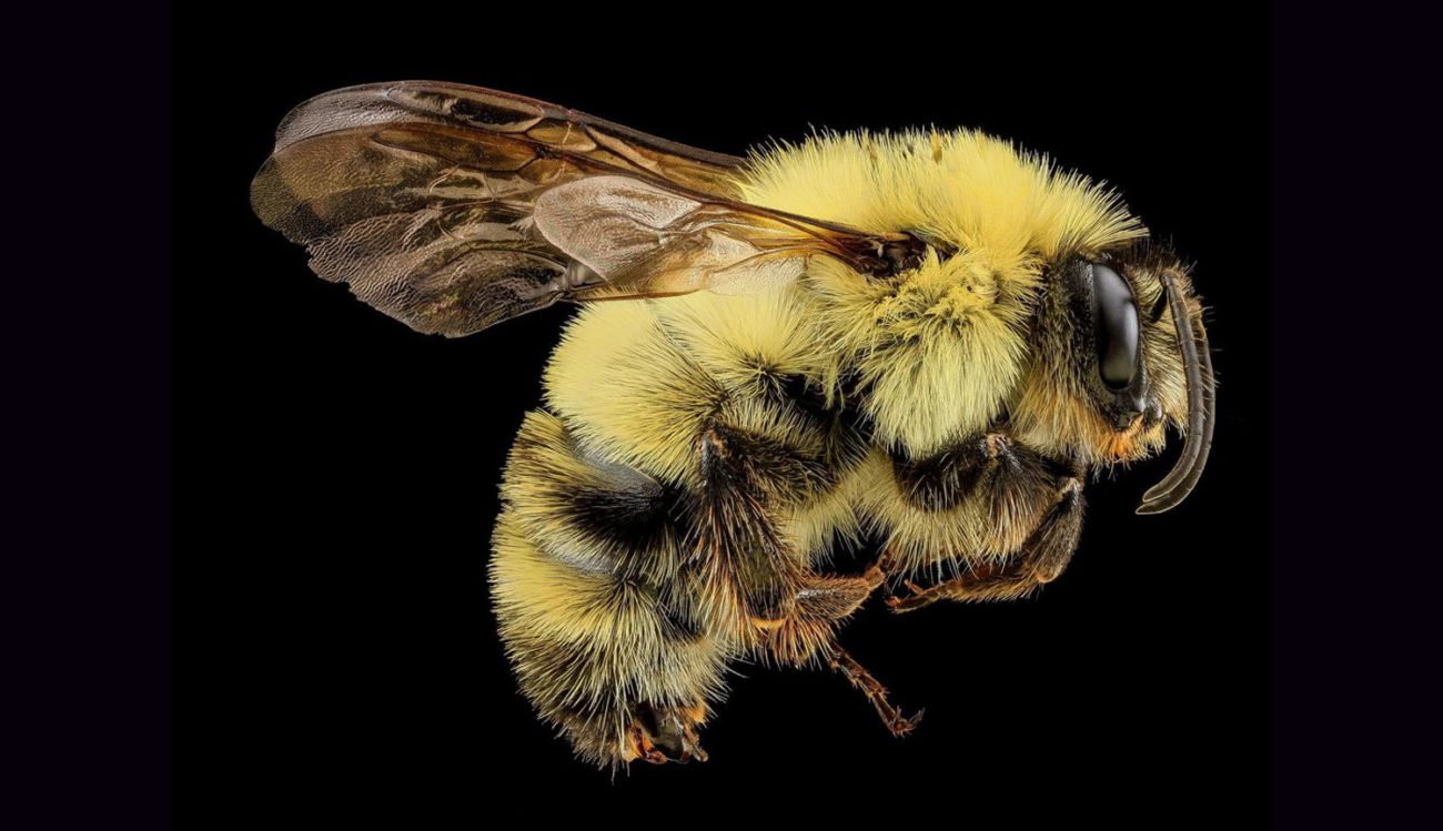 As abelhas são uma parte importante da 