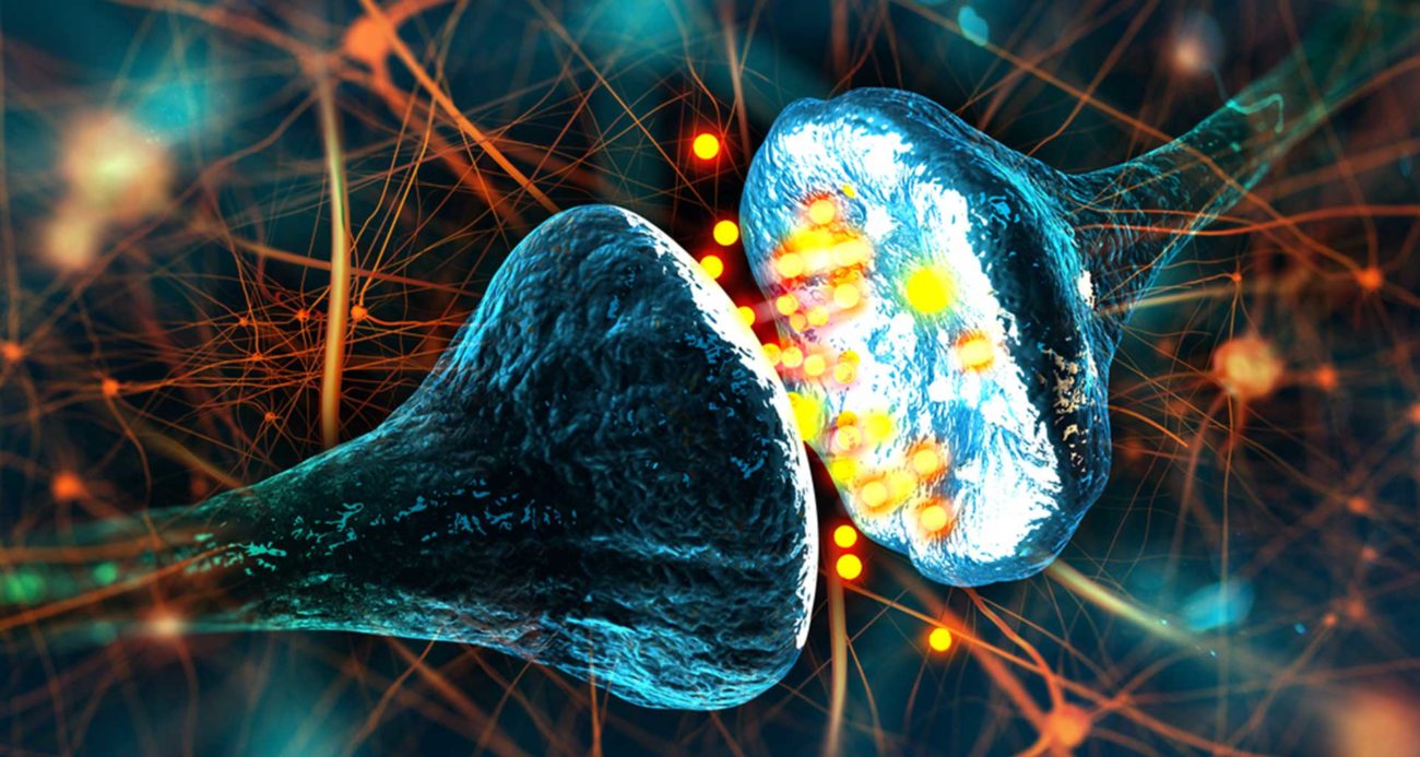 Nel cervello aperto un processo fisiologico, che ha cercato più di 100 anni