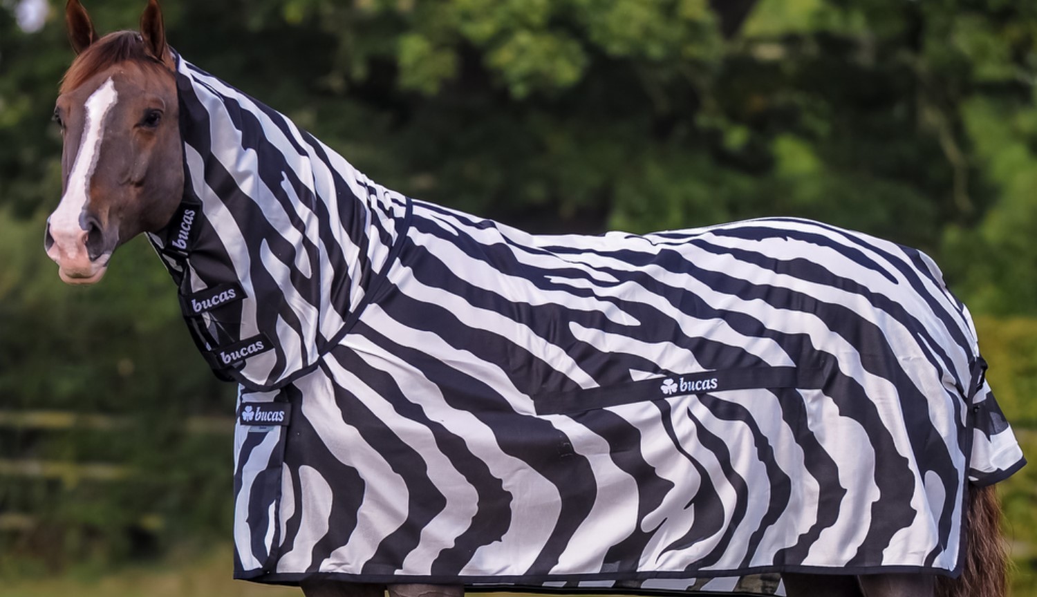 Hvorfor har forskere sat på en Zebra kostume på en normal hest? I navn af videnskab!