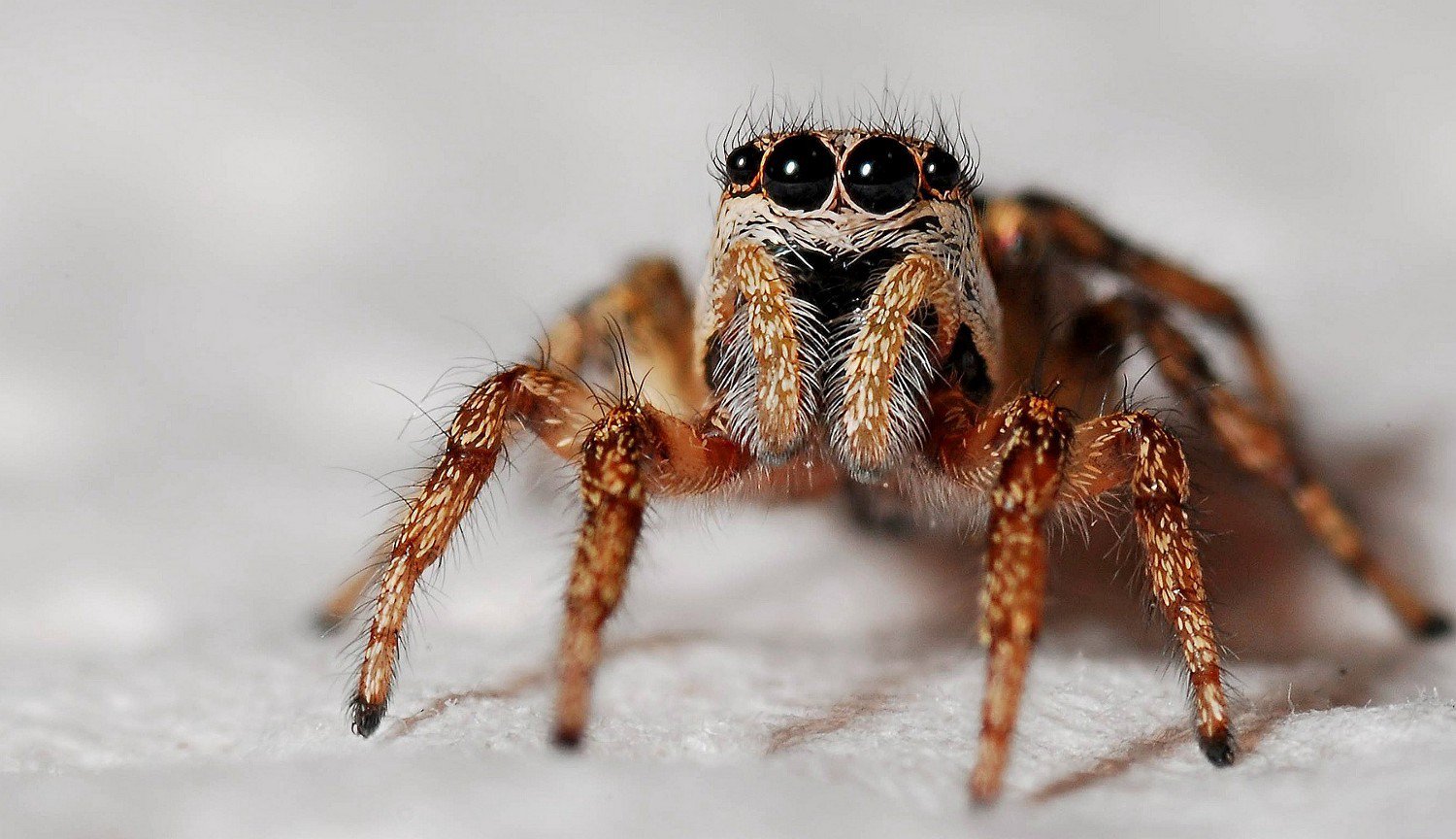 Petrificado araña es capaz de brillar en los ojos, incluso después de millones de años