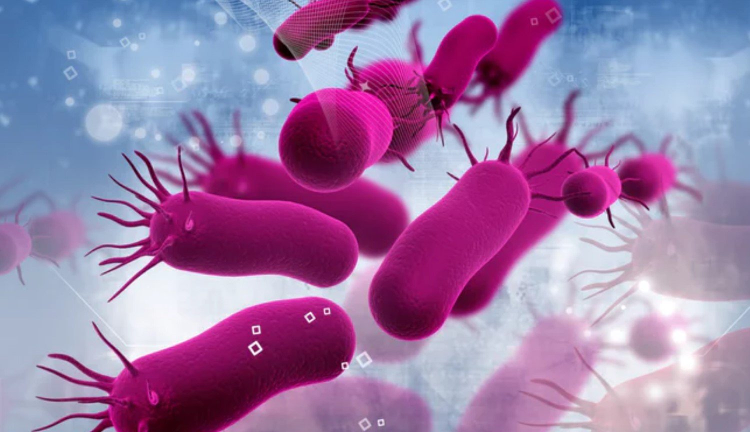 좀비 모드:과학자가 발견했는 새로운 상태의 박테리아