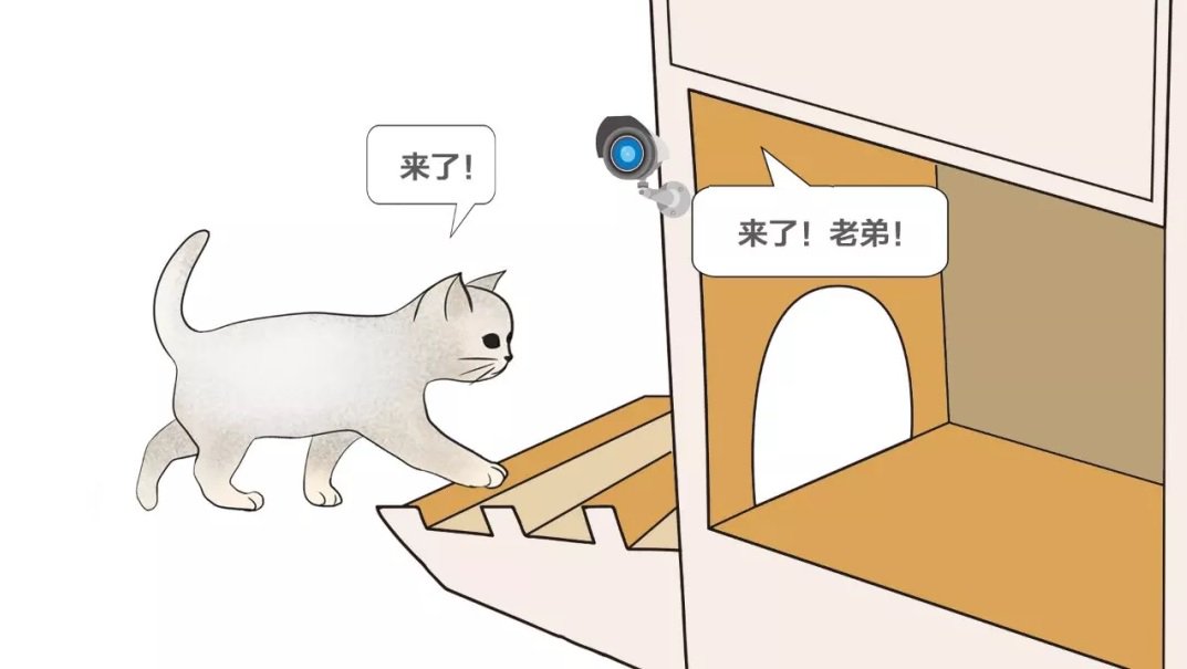 China has created a smart shelter for homeless cats