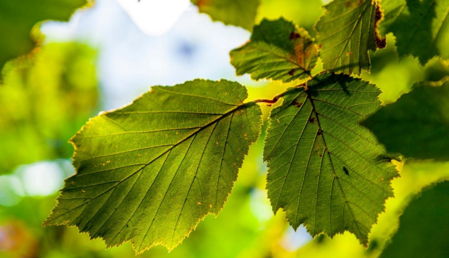 Artificial leaves for effective air purification