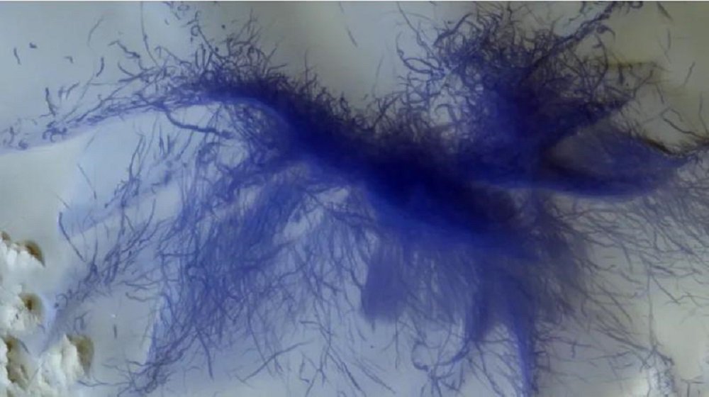 Européen orbitale photographié «poilu bleu de l'araignée» sur Mars