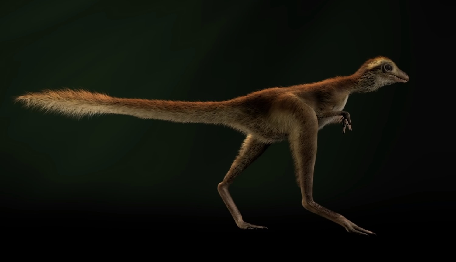 #vídeo | Como parecia тираннозавры, se eles realmente estavam cobertos de penas?