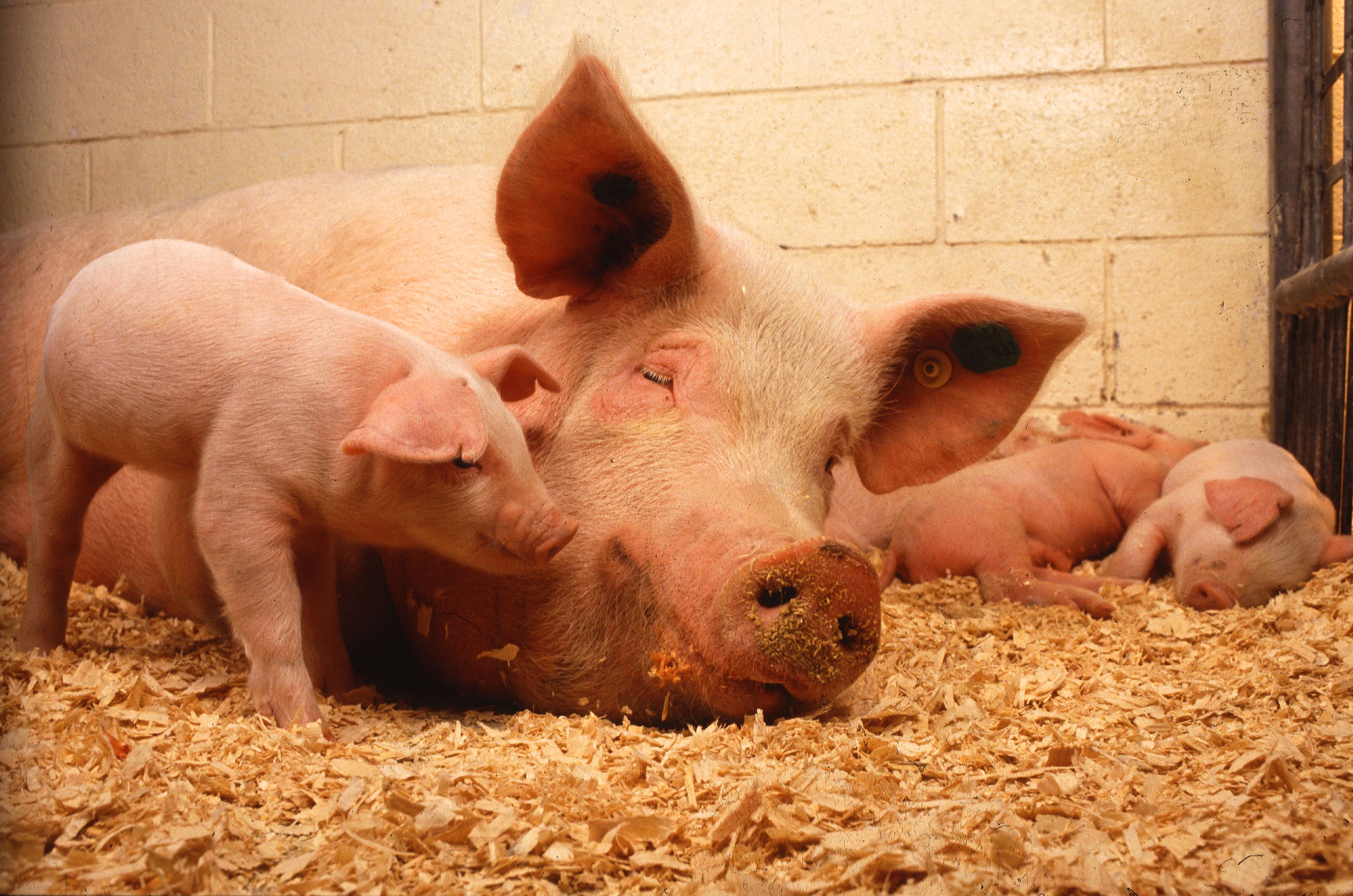 لزراعة الأعضاء البشرية في الخنازير. ما يمكن أن تذهب الخطأ ؟ 
