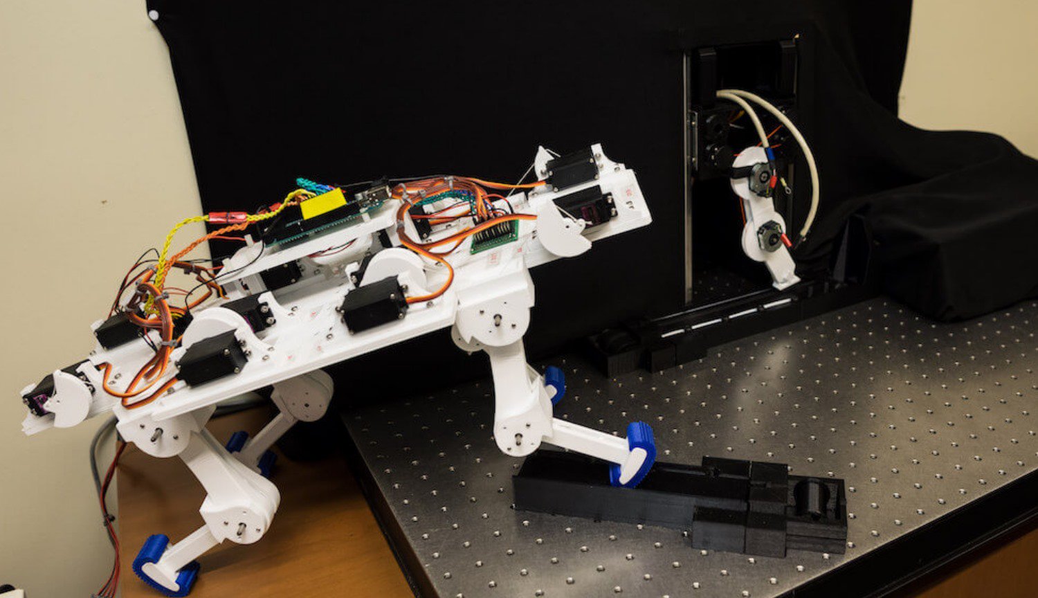 Robot imparato a camminare «da zero» in soli 5 minuti e sviluppato individuale andatura