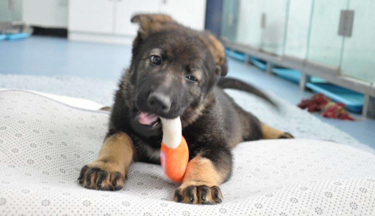 Çin polisi başından eğitmek клонированную köpek-yeni bir top tutucu