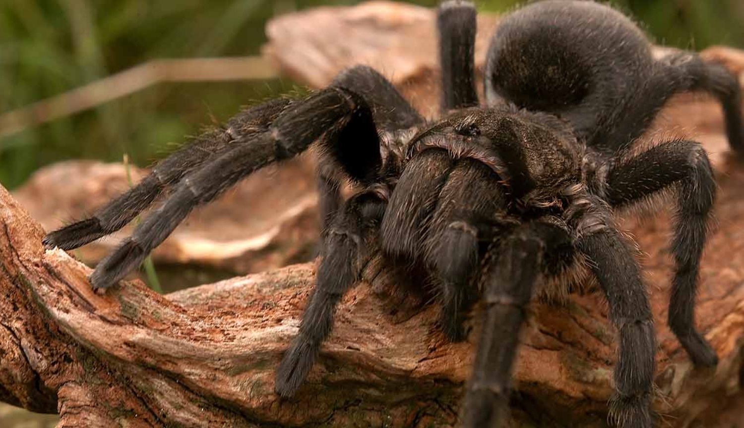 #Video | the Giant spiders were the cause of death of many animals