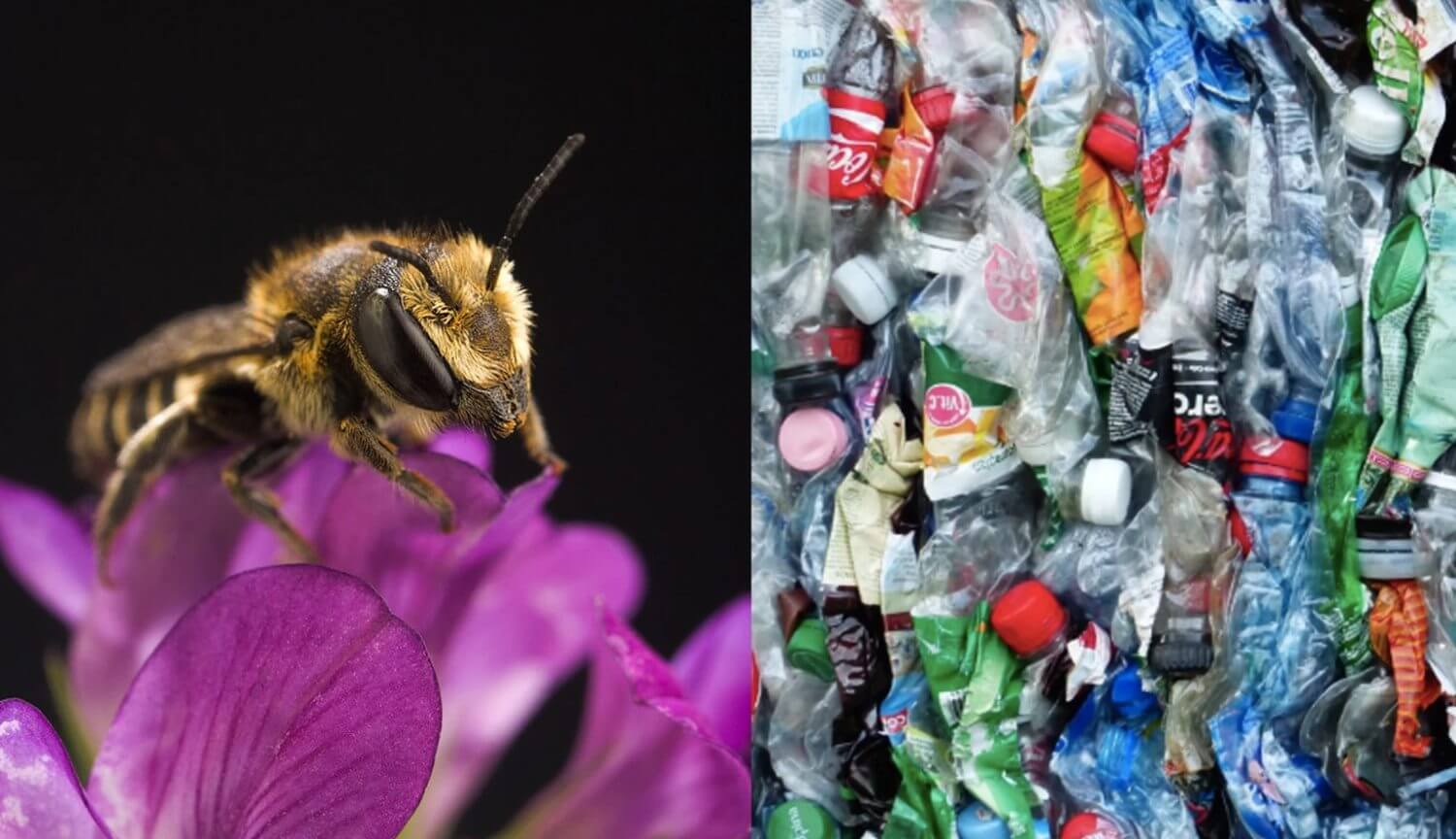 Arılar başladı yuva kurmak tamamen plastik atık