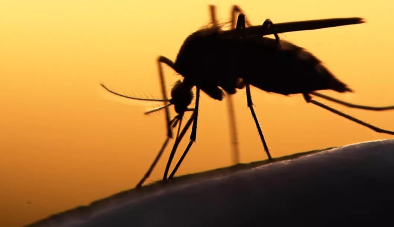 المعدلة وراثيا الفطريات يمكن أن تقتل 99% من والبعوض الناقل للملاريا